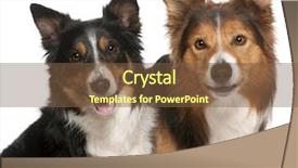  Presentation with border - Colorful theme enhanced with up of male border collie backdrop and a tawny brown colored foreground