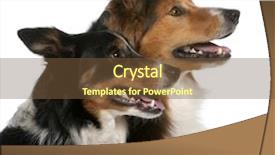  Presentation with border - Audience pleasing slides consisting of up of male border collie backdrop and a tawny brown colored foreground