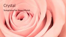  Presentation with pink rose - Presentation consisting of up of pink rose petal background and a lemonade colored foreground