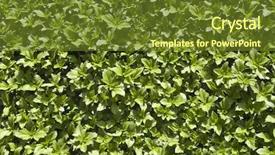  Presentation with patriotic india - Cool new PPT theme with up of plants gurgaon haryana backdrop and a  colored foreground