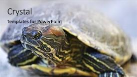  Presentation with red earedr turtle sunning - Beautiful slides featuring up of red eared slider backdrop and a light gray colored foreground
