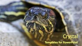  Presentation with turtle - Colorful PPT layouts enhanced with up of red eared slider backdrop and a tawny brown colored foreground