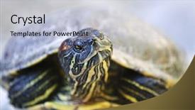 Presentation with turtle - Presentation theme having up of red eared slider background and a light gray colored foreground