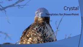  Presentation with hawk - Colorful theme enhanced with up of red-tailed hawk backdrop and a light blue colored foreground