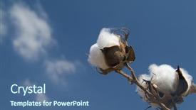 Presentation with cotton - PPT theme featuring up of ripe cotton boll background and a ocean colored foreground