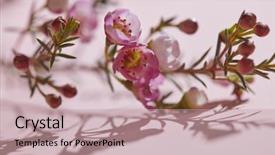  Presentation with pink flowers - Audience pleasing slides consisting of up of spring small bud backdrop and a coral colored foreground