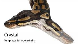  Presentation with python - Presentation theme with up of two headed royal background and a white colored foreground