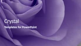  Presentation with pink rose petals on white - Audience pleasing theme consisting of up of violet rose petal backdrop and a violet colored foreground