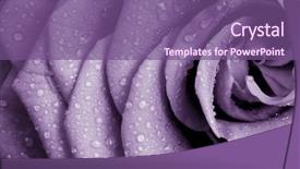  Presentation with tiger orchid close up petal - Amazing slides having up of violet rose petals backdrop and a violet colored foreground