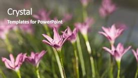  Presentation with constitution of india - Colorful theme enhanced with up of wildflowers gurgaon haryana backdrop and a  colored foreground