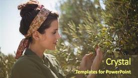  Presentation with tree farm - Theme consisting of up of woman holding olive background and a tawny brown colored foreground