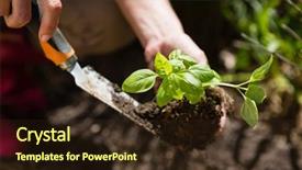  Presentation with garden - Slide deck enhanced with up of woman planting sapling background and a wine colored foreground