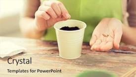  Presentation with close up fennel seed - Beautiful slide deck featuring up of woman sowing seed backdrop and a lemonade colored foreground