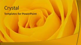  Presentation with yellow rose - Colorful slide set enhanced with up of yellow rose petals backdrop and a light gray colored foreground