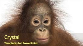  Presentation with old young - Cool new theme with up of young bornean orangutan backdrop and a tawny brown colored foreground