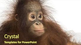  Presentation with old young - Audience pleasing slide deck consisting of up of young bornean orangutan backdrop and a tawny brown colored foreground