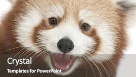  Presentation with red panda - Colorful presentation theme enhanced with up of young red panda backdrop and a tawny brown colored foreground