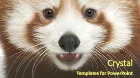  Presentation with red panda - Presentation theme having up of young red panda background and a tawny brown colored foreground