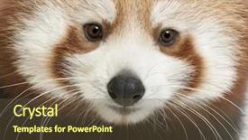  Presentation with red panda - Slide set having up of young red panda background and a tawny brown colored foreground