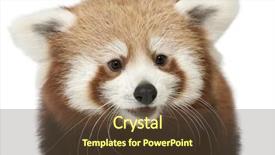  Presentation with red panda - Audience pleasing presentation design consisting of up of young red panda backdrop and a tawny brown colored foreground