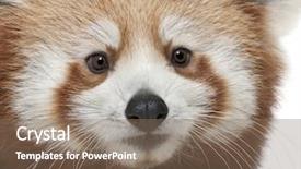  Presentation with red panda - Colorful presentation enhanced with up of young red panda backdrop and a violet colored foreground
