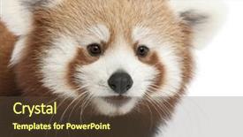  Presentation with red panda - Presentation theme enhanced with badminton sport invitation poster or background and a white colored foreground
