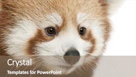  Presentation with red panda - Audience pleasing presentation consisting of up of young red panda backdrop and a coral colored foreground