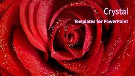  Presentation with roses - Amazing PPT layouts having up on a red rose backdrop and a crimson colored foreground