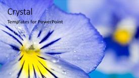  Presentation with blue flow - Presentation theme with up on blue viola flower background and a light blue colored foreground