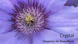  Presentation with clematis - Amazing presentation theme having up photo of a clematis backdrop and a  colored foreground