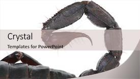  Presentation with newspaper headlines close up - Presentation theme having up photo of a scorpion background and a soft green colored foreground