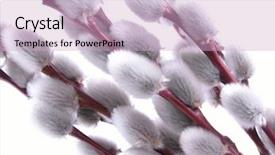  Presentation with explanation photo - Presentation theme having up photo of pussy willows background and a lemonade colored foreground