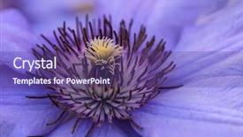  Presentation with clematis - Presentation theme featuring up photo of the clematis background and a  colored foreground