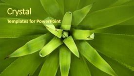  Presentation with plant - Cool new slide deck with up picture of an agave backdrop and a tawny brown colored foreground