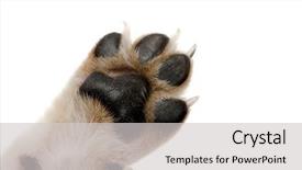  Presentation with paw - PPT layouts consisting of up picture of dog paw background and a light gray colored foreground