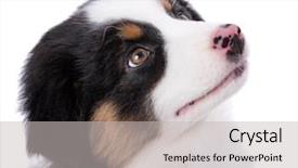  Presentation with aussie - Beautiful theme featuring black tri color aussie dog backdrop and a light gray colored foreground