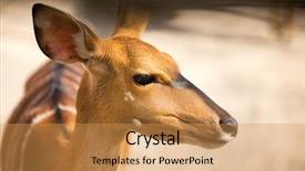  Presentation with bambi - Beautiful PPT theme featuring up portrait of beautiful bambi backdrop and a yellow colored foreground