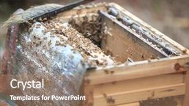  Presentation with bee hive - Theme consisting of up shot for opening bee background and a coral colored foreground
