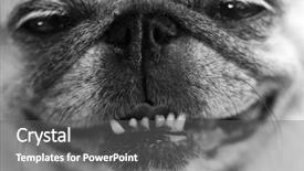  Presentation with funny - Presentation theme enhanced with up shot of a funny background and a gray colored foreground