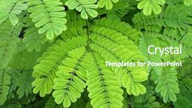  Presentation with locust - Slide deck enhanced with close up shot background and a shamrock green colored foreground