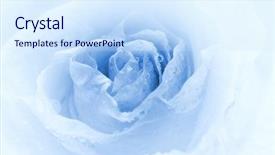  Presentation with blue rose - Presentation enhanced with roselight - close-up shot of a rose background and a sky blue colored foreground