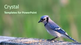  Presentation with shot - PPT theme having up shot of blue jay background and a tawny brown colored foreground