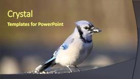  Presentation with shot - PPT theme with up shot of blue jay background and a tawny brown colored foreground