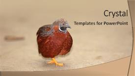  Presentation with quail - Beautiful PPT layouts featuring up shot of button quail backdrop and a coral colored foreground