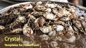  Presentation with crabs - Presentation theme with up shot of cooked crabs background and a tawny brown colored foreground