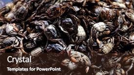  Presentation with crabs - PPT theme consisting of up shot of cooked crabs background and a wine colored foreground