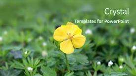  Presentation with close up shot - Beautiful slide set featuring up shot of evening primrose backdrop and a tawny brown colored foreground