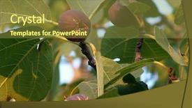  Presentation with fig tree - Theme with up shot of fig tree background and a tawny brown colored foreground