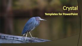  Presentation with green chemistry close up - PPT layouts consisting of up shot of green heron background and a  colored foreground