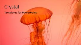  Presentation with jelly - Slide deck consisting of up shot of jelly fish background and a gray colored foreground